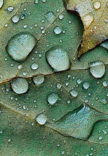 15 plants Texture photography ideas