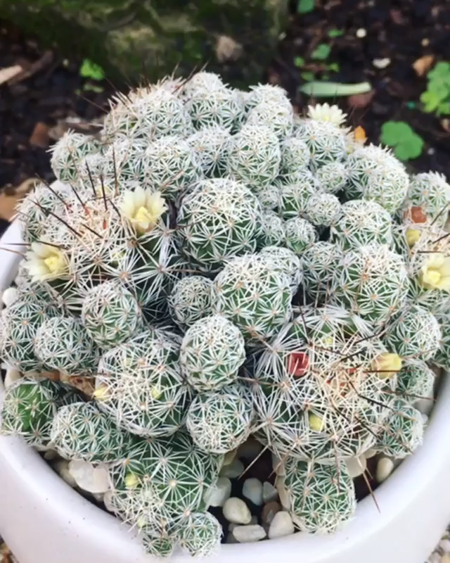 Thimble cactus -   15 plants Tumblr earth ideas