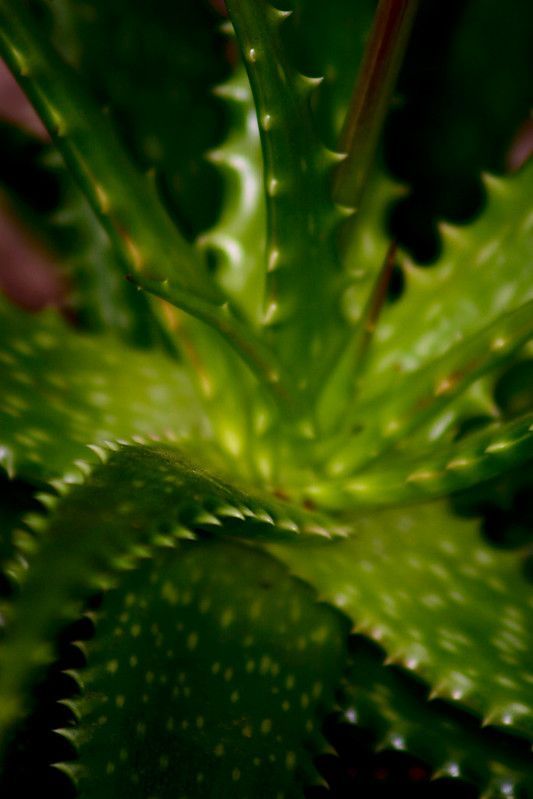 leaves -   15 plants Tumblr earth ideas