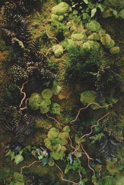 15 plants Tumblr earth ideas