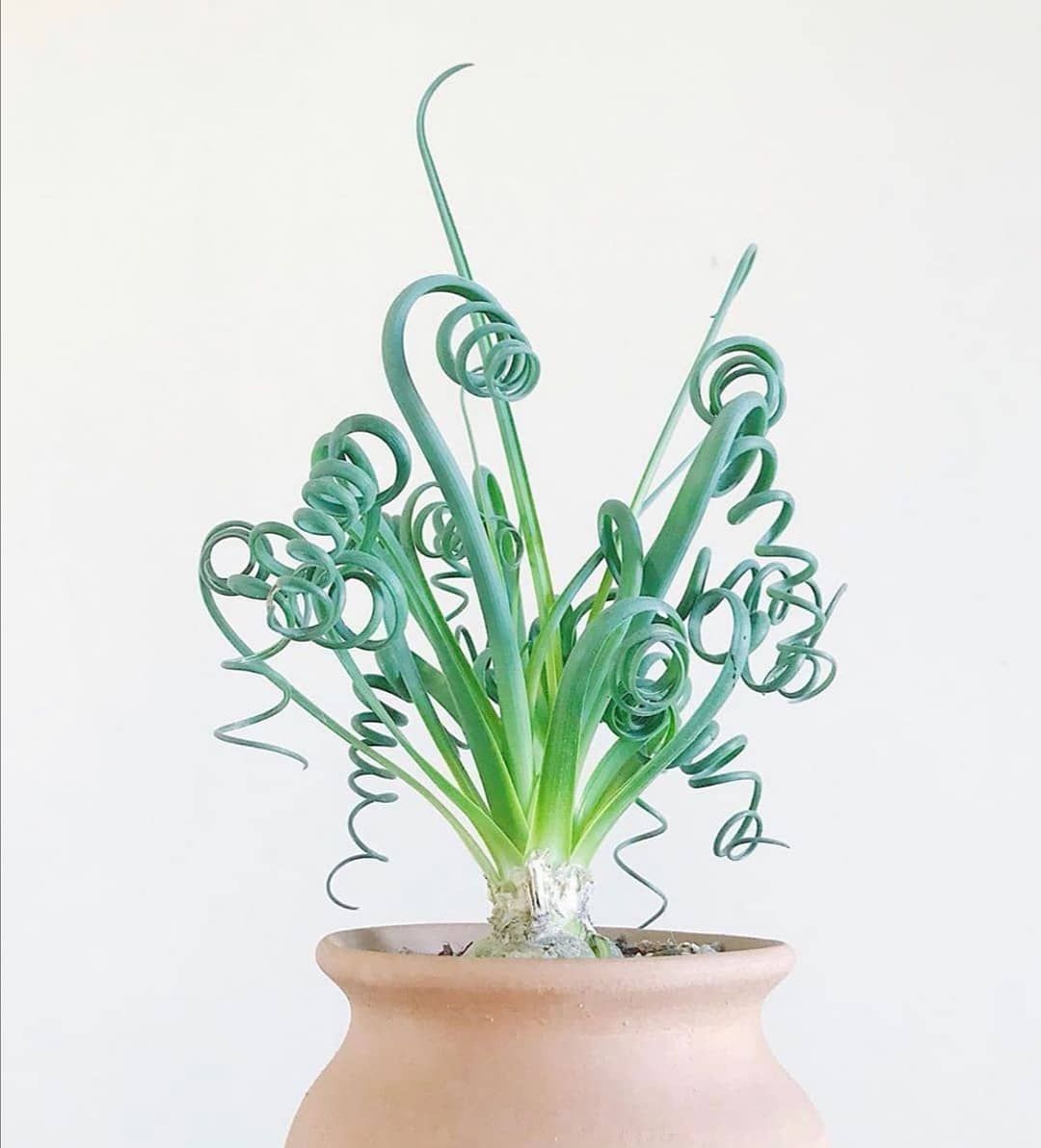 Frizzle Sizzle Albuca Spiralis -   15 plants Tumblr earth ideas