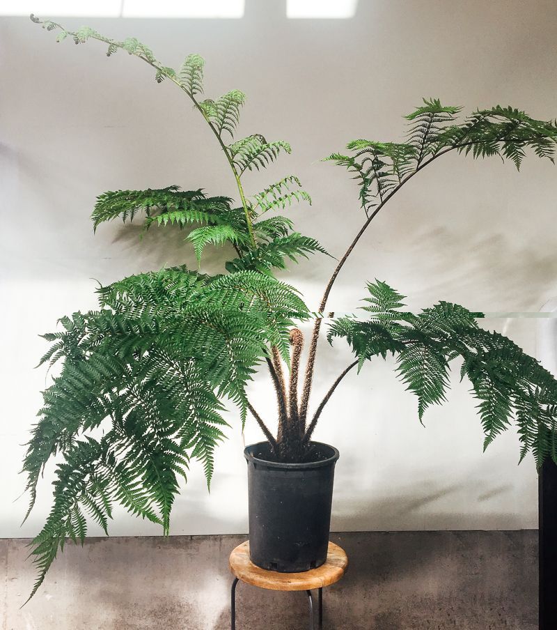 Plant Crush: Meet The Tree Fern -   15 plants Tumblr earth ideas
