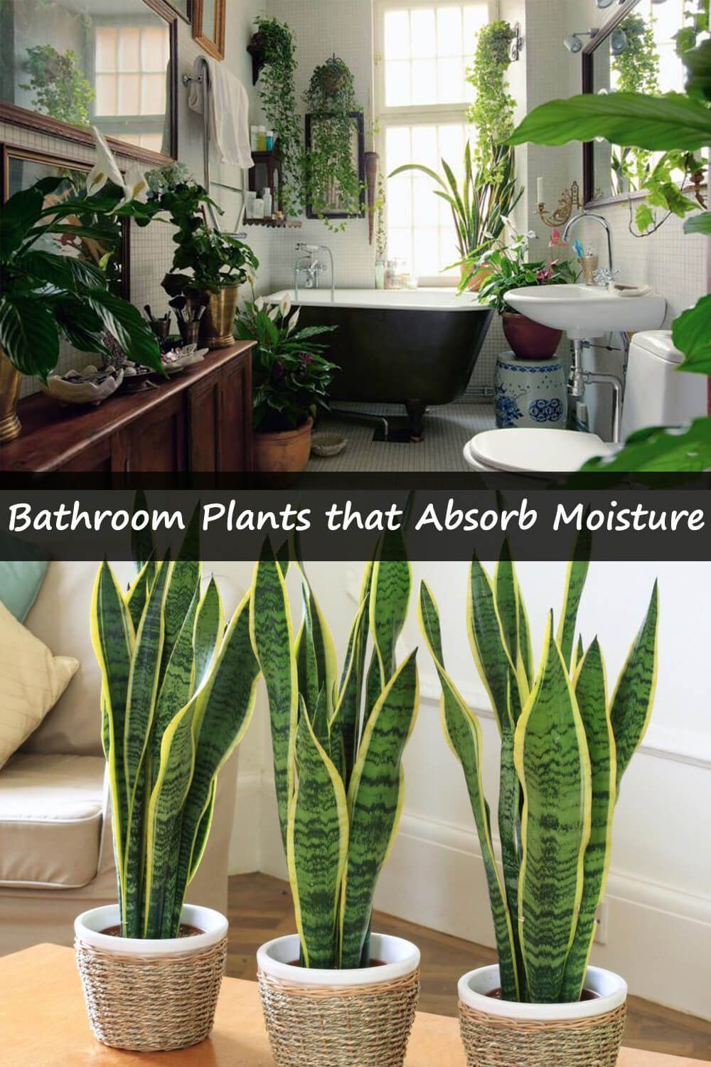 19 Bathroom Plants That Absorb Moisture -   19 plants Apartment diy ideas
