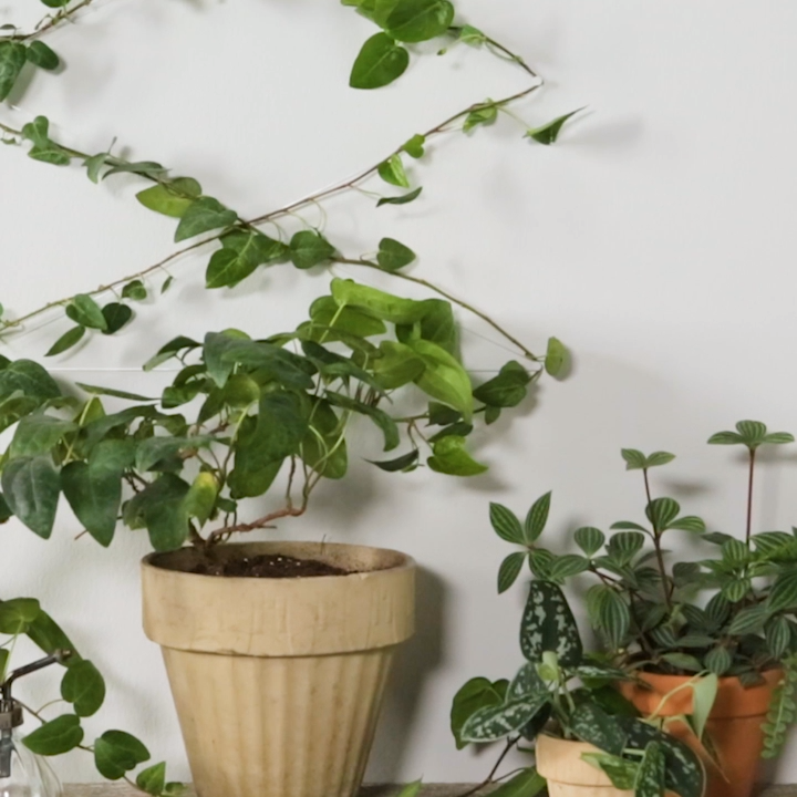 DIY Invisible Trellis -   19 plants Apartment diy ideas