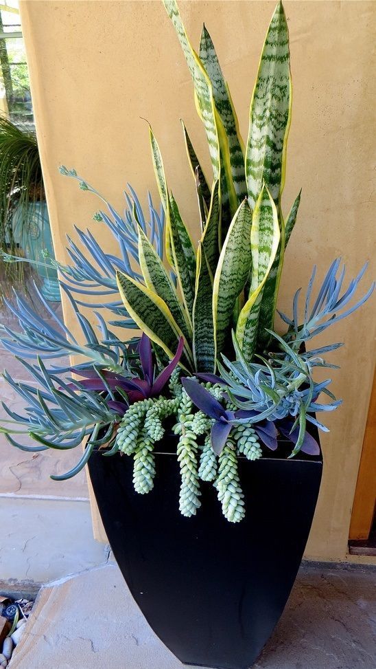 Easy to grow: Snake Plant -   19 plants Beautiful planters ideas