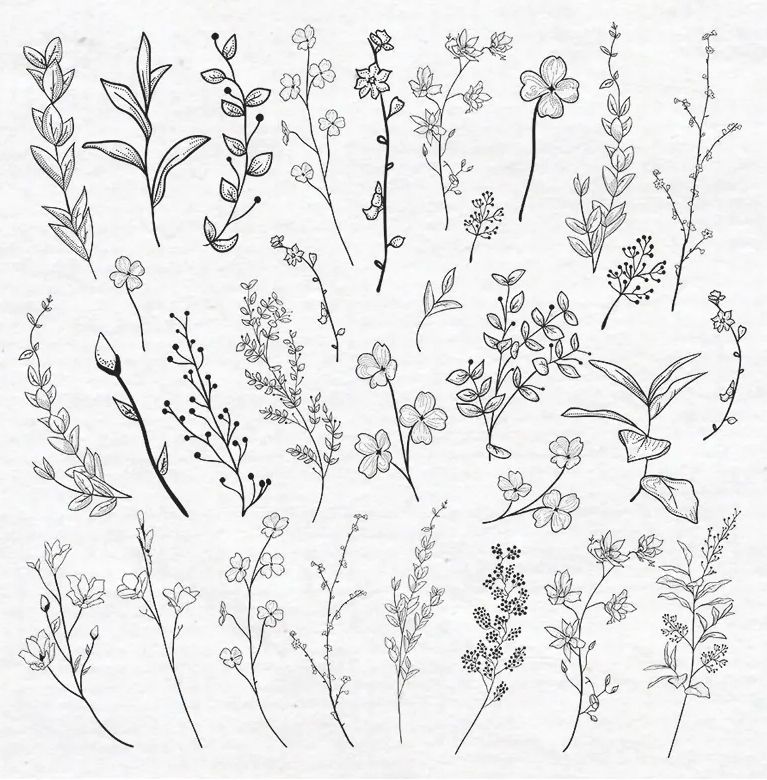 Vector Drawn Herbs, Plants, Flowers Vector Illustration EPS -   14 plants Drawing tattoo ideas