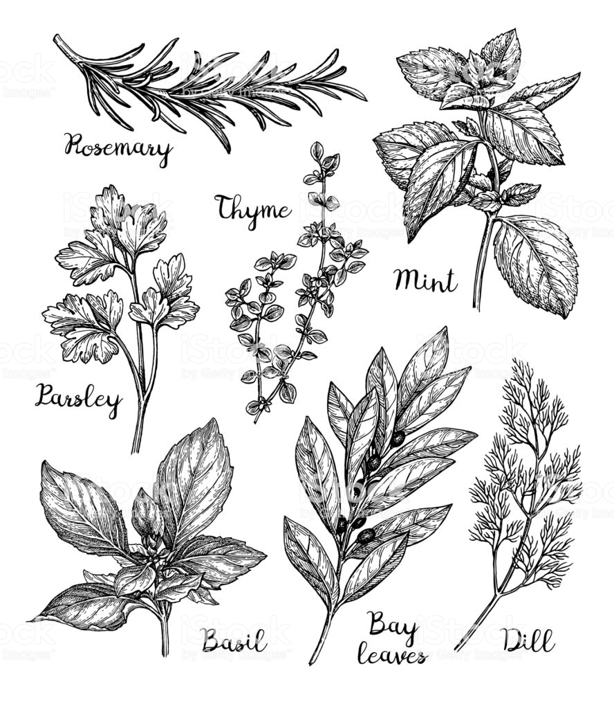 Herbs set. Ink sketch isolated on white background. Hand drawn vector... -   14 plants Drawing tattoo ideas