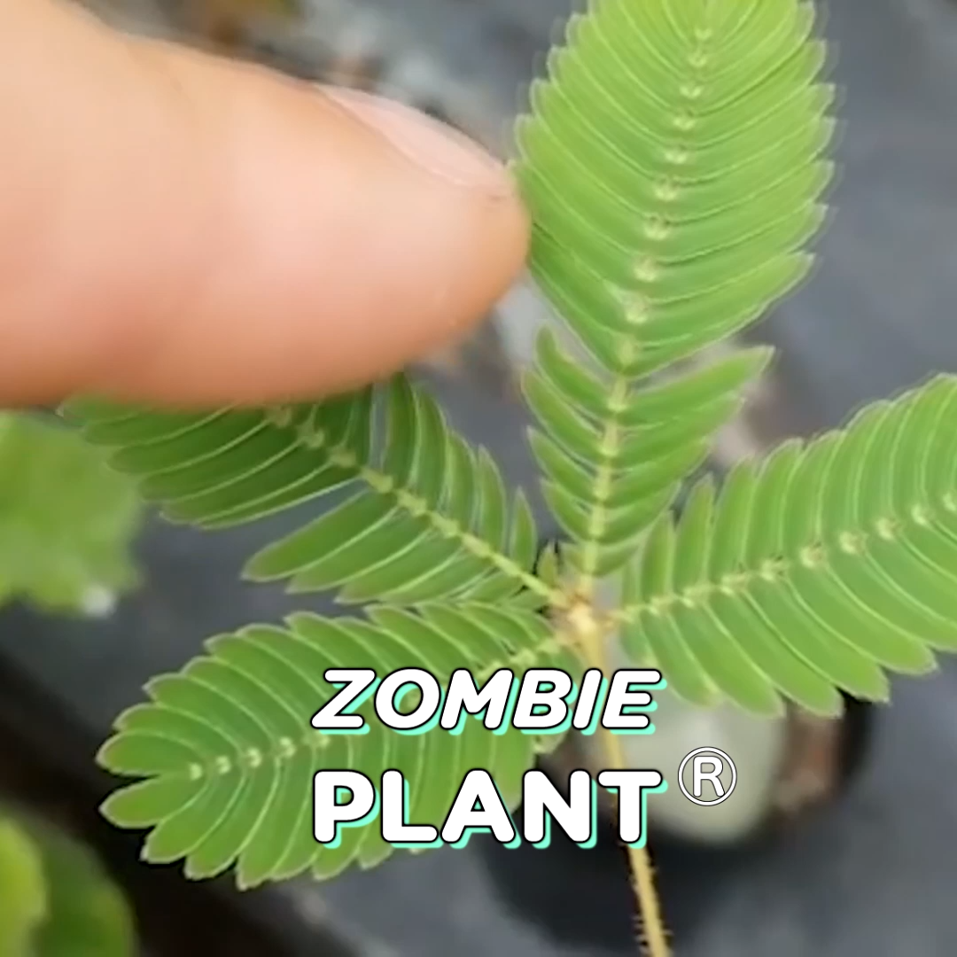 Stocking Stuffer Zombie Plant Seeds (2) Pack -   16 plants Home fun ideas
