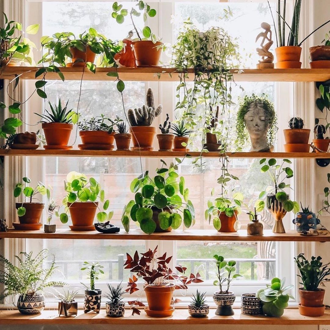 30 Indoor Plant Decor Ideas | How to Display Your Houseplants [2020 ] -   16 plants Home fun ideas