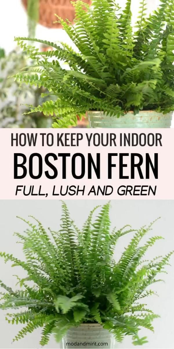 Indoor Boston Fern Care – Keep your Fern Lush and Green -   18 spider plants Bathroom ideas
