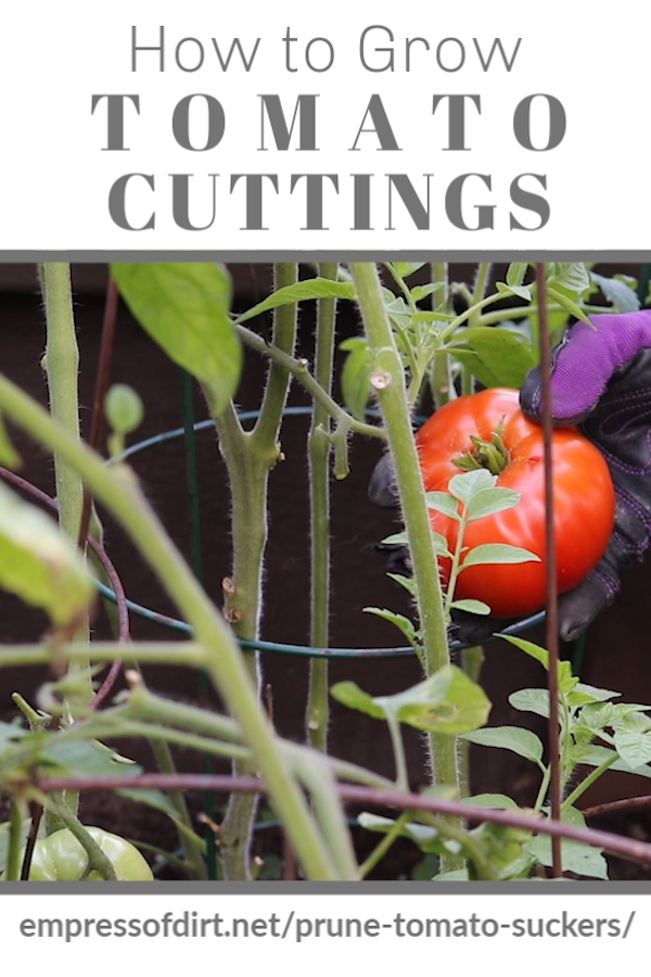 Learn How to Root Tomato Cuttings -   19 planting Vegetables backyards ideas