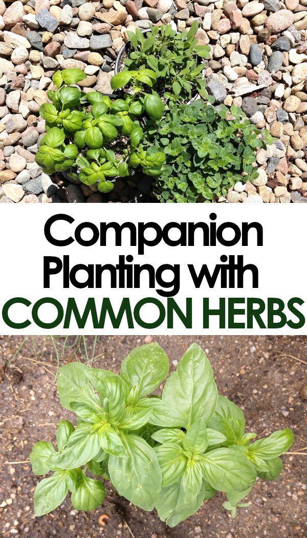 Companion Planting Herbs and Vegetables! -   19 planting Vegetables backyards ideas