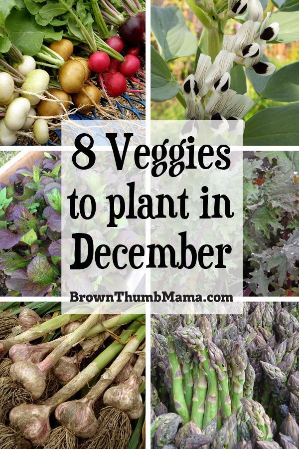 8 Vegetables to Plant in December {Zone 9} -   19 planting Vegetables backyards ideas