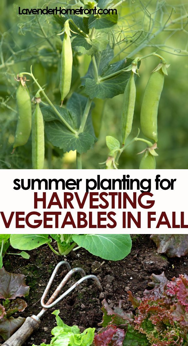 19 planting Vegetables backyards ideas