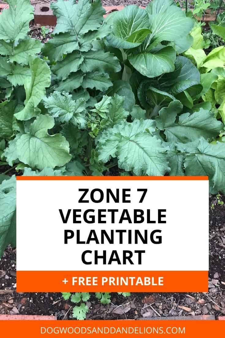 Vegetable Planting Chart for Zone 7 -   19 planting Vegetables backyards ideas
