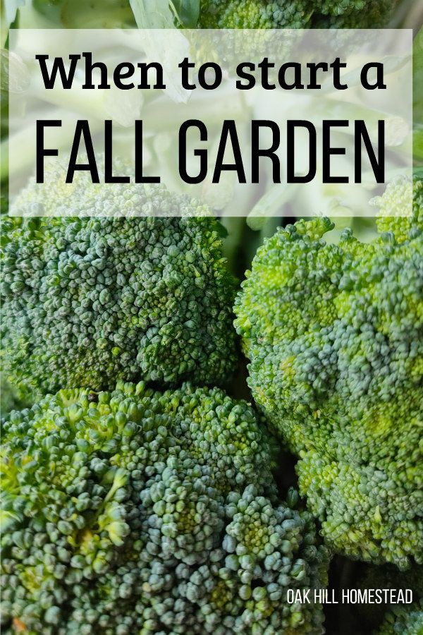 When to start your fall garden (HINT: before fall arrives) -   19 planting Vegetables backyards ideas
