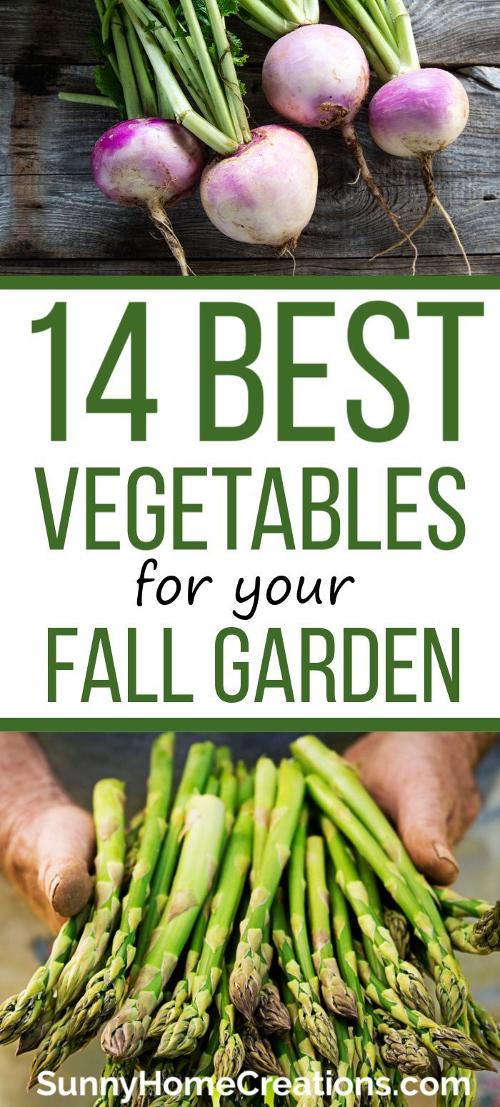 Best Fall Garden Vegetables -   19 planting Vegetables backyards ideas