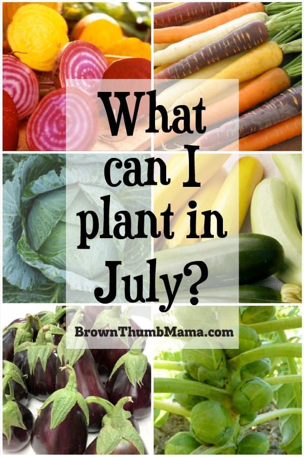9 Vegetables to Plant in July {Zone 9} -   19 planting Vegetables backyards ideas