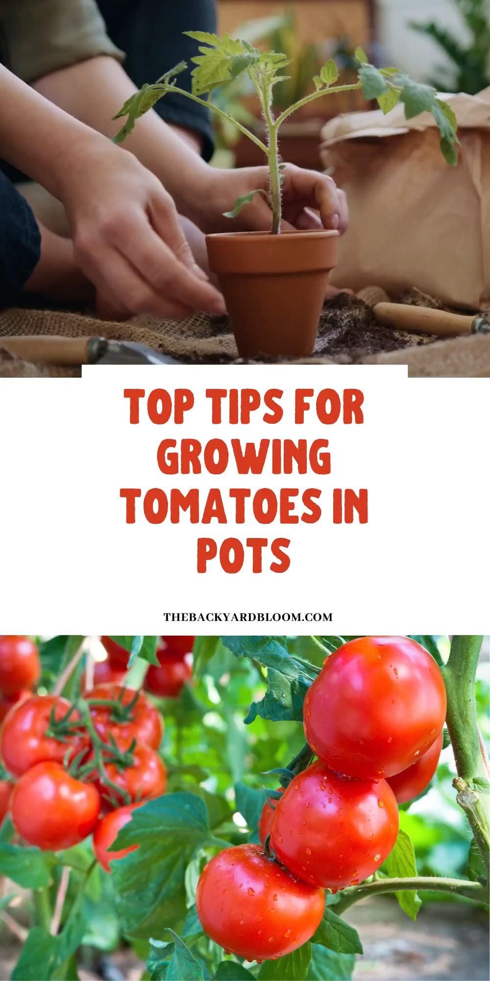 Top Tips for Growing Tomatoes in Containers -   19 planting Vegetables backyards ideas
