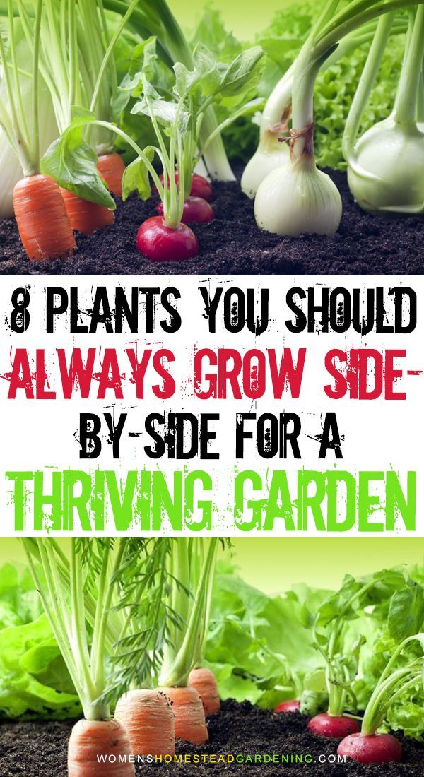 Grow These Plants Side-By-Side For A Thriving Garden -   19 planting Vegetables backyards ideas