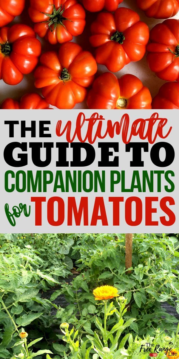 The BEST Companion Plants for Tomatoes in Your Vegetable Garden -   19 planting Vegetables backyards ideas