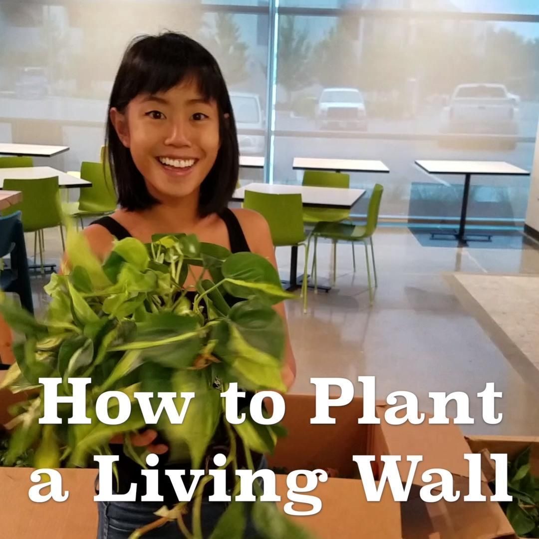 How to Plant a Living Wall -   19 plants design how to grow ideas
