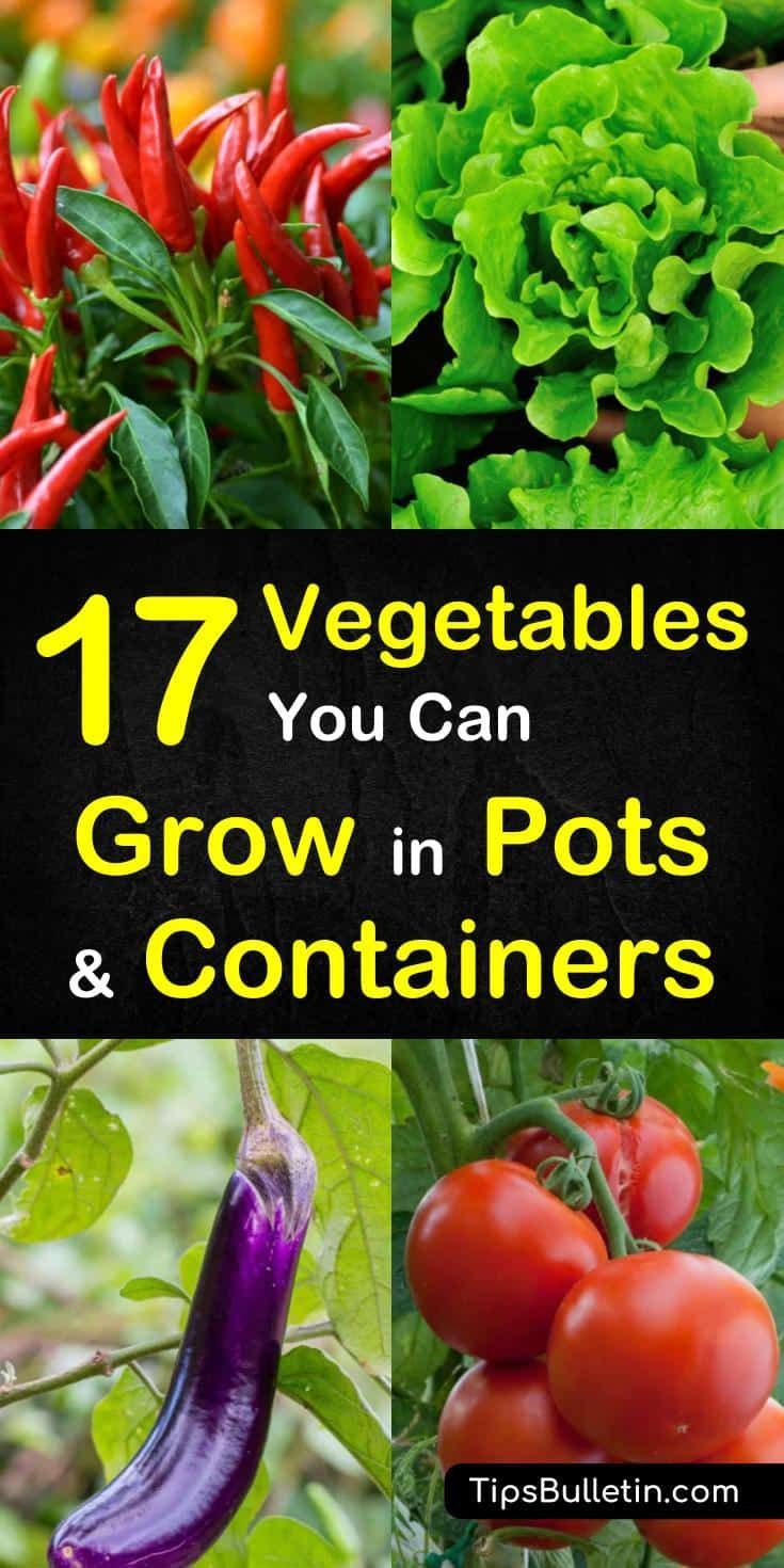 17 Vegetables that You Can Grow in Pots and Containers -   19 plants design how to grow ideas