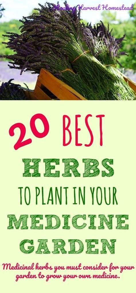 20 Medicinal Herbs to Grow in Your Healing Garden (Make Your Own Herbal Remedies with Plants You Grow!) — All Posts Healing Harvest Homestead -   19 plants design how to grow ideas