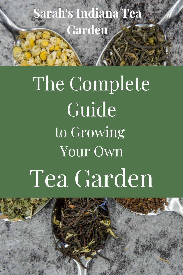 The Complete Guide to Starting Your own Tea Garden - -   19 plants design how to grow ideas