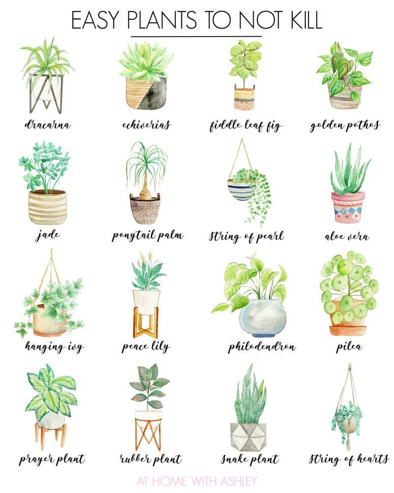 How to Get Started With House Plants - at home with Ashley -   19 plants design how to grow ideas