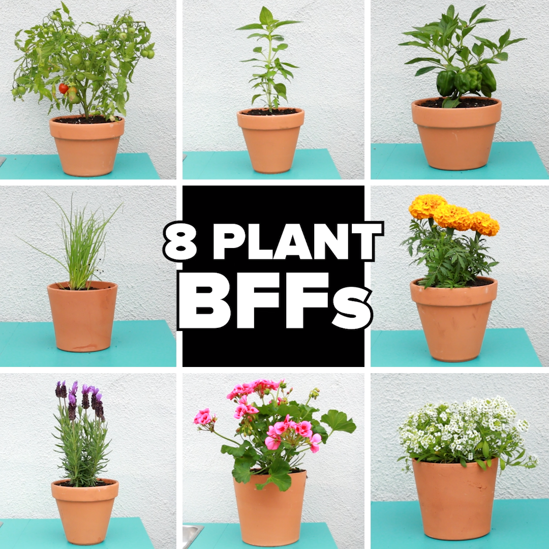 8 Plant BFFs -   19 plants design how to grow ideas