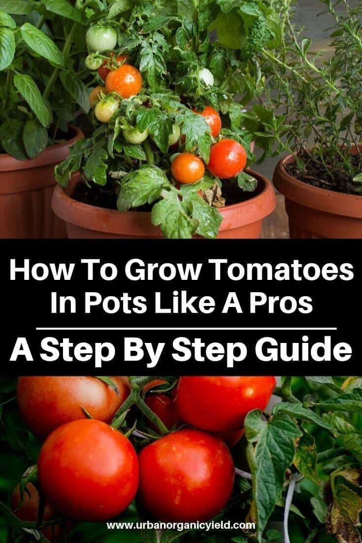 How to Grow Tomatoes in Pots - Complete Growing Guide -   19 plants design how to grow ideas
