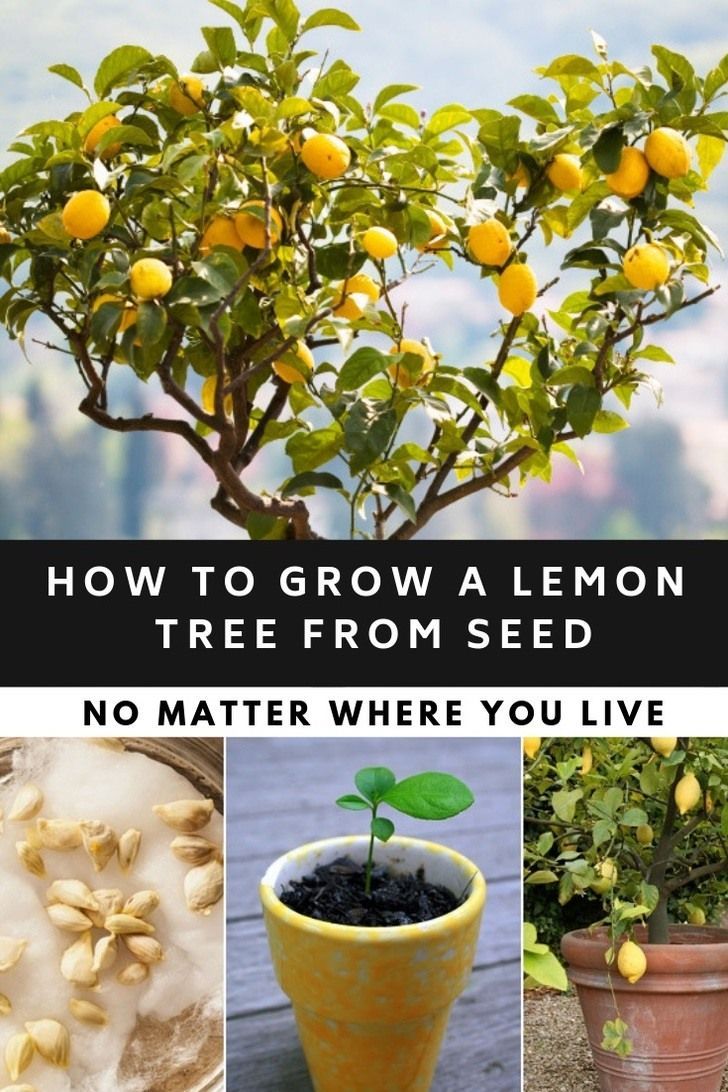How To Grow A Lemon Tree From Seed No Matter Where You Live -   19 plants design how to grow ideas