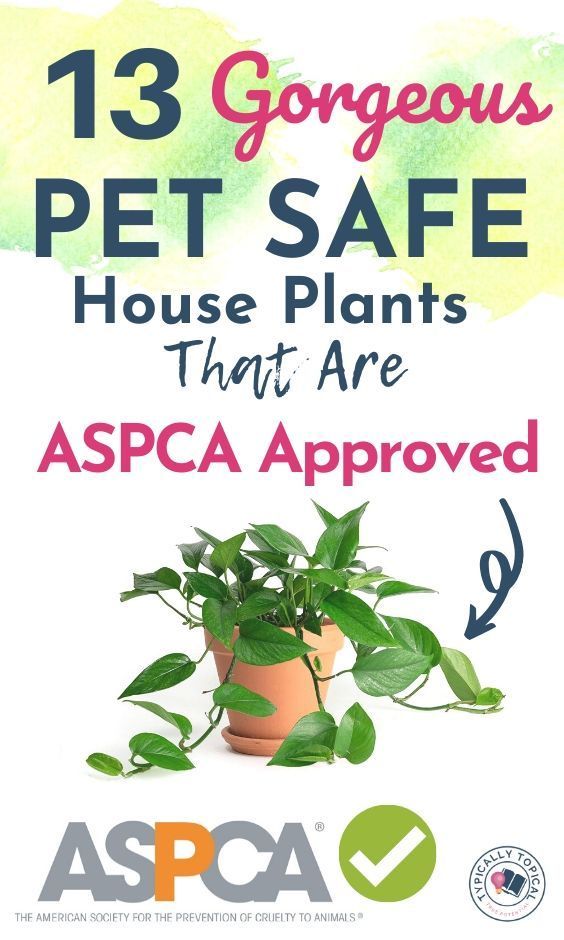 13 Non Toxic Indoor House Plants That Are Safe for Cats, Dogs and Pets | Pet Safe Plants | ASPCA -   19 plants House kids ideas