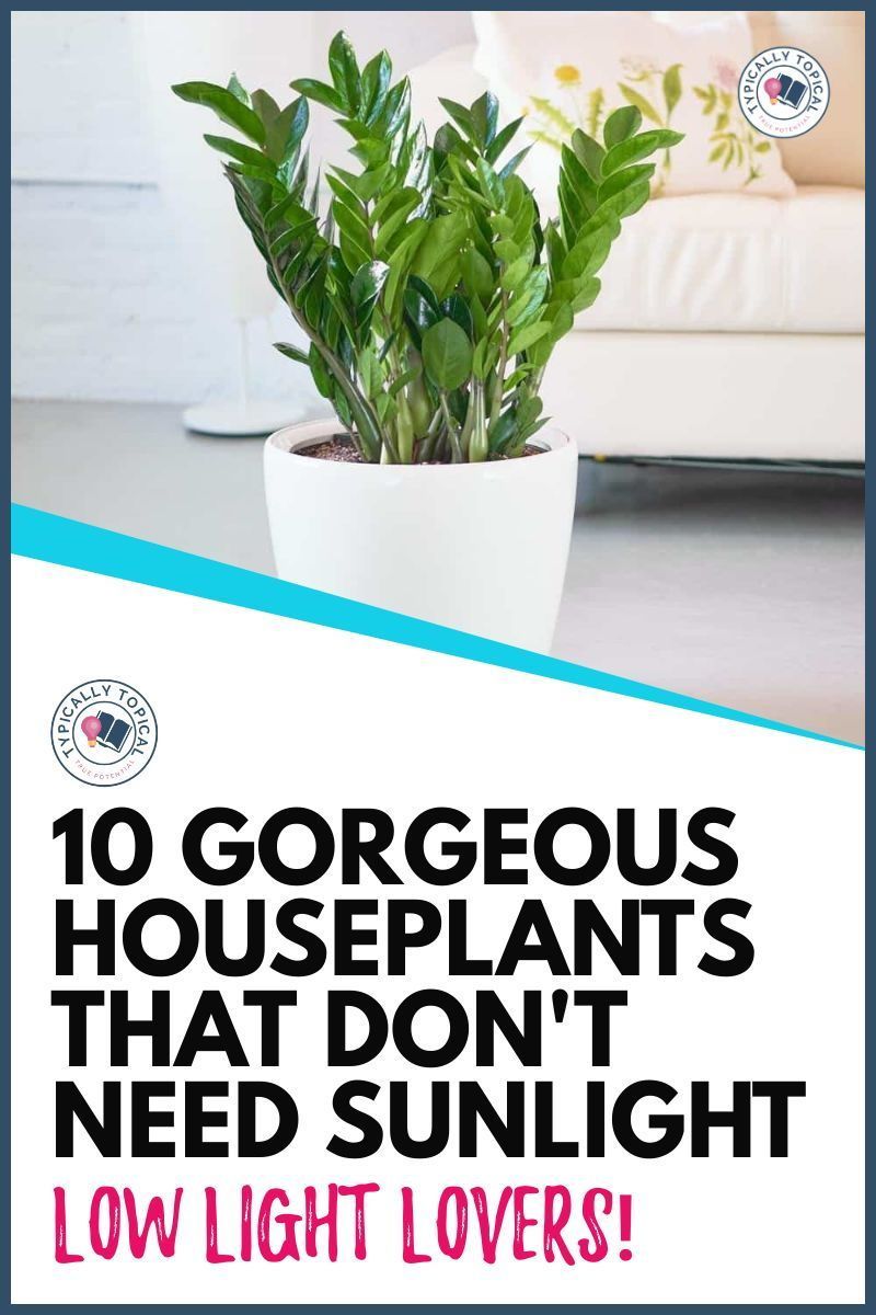 10 Of The Best Indoor Plants That Don't Need Sunlight | Typically Topical -   19 plants House kids ideas