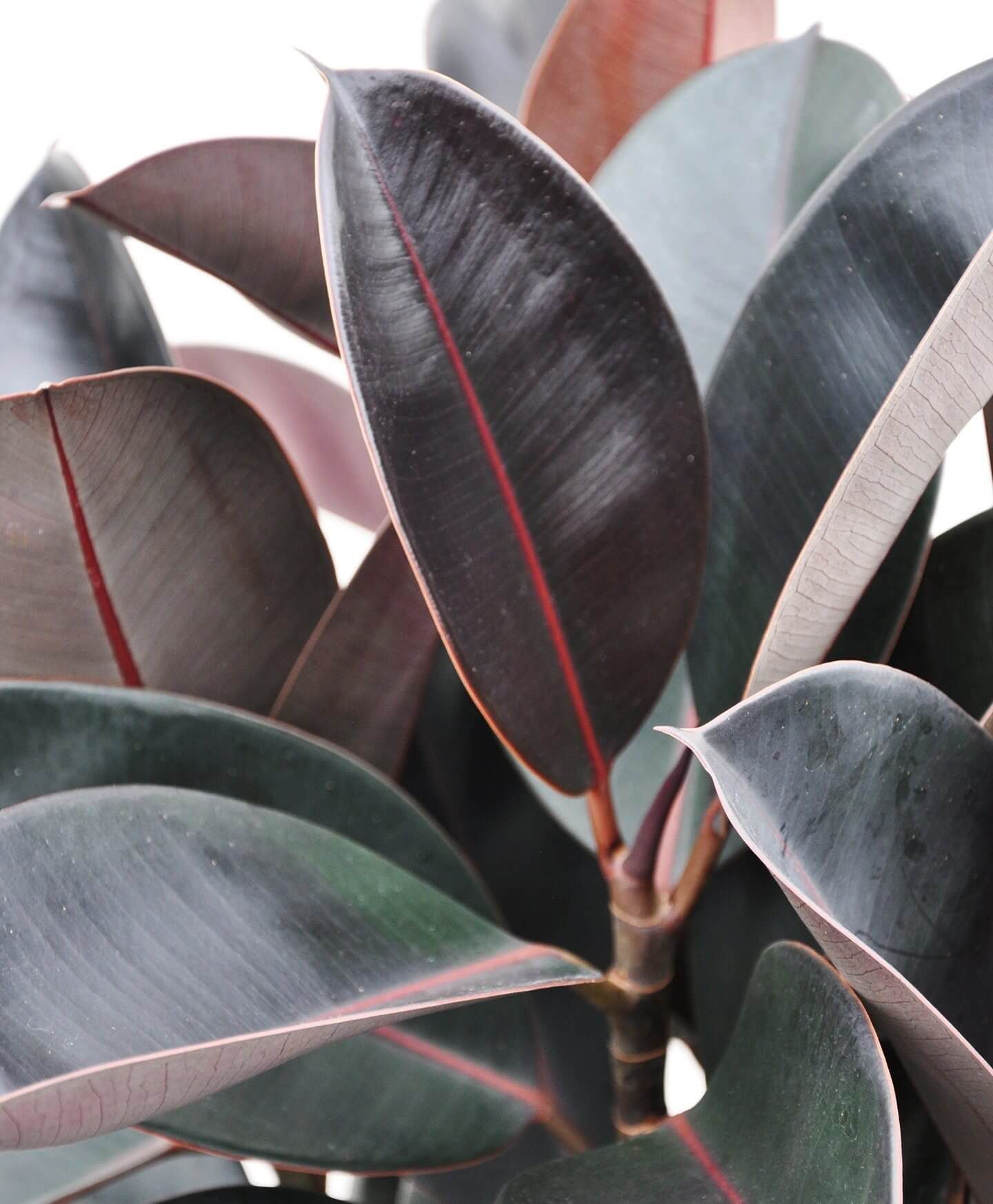 Burgundy Rubber Tree Care Guide -   25 plants Decoration rubber tree ideas