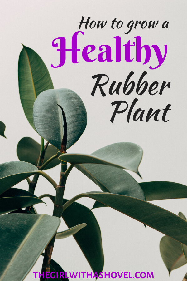 Keep your rubber plant alive and healthy! Follow these care tips!!! -   25 plants Decoration rubber tree ideas