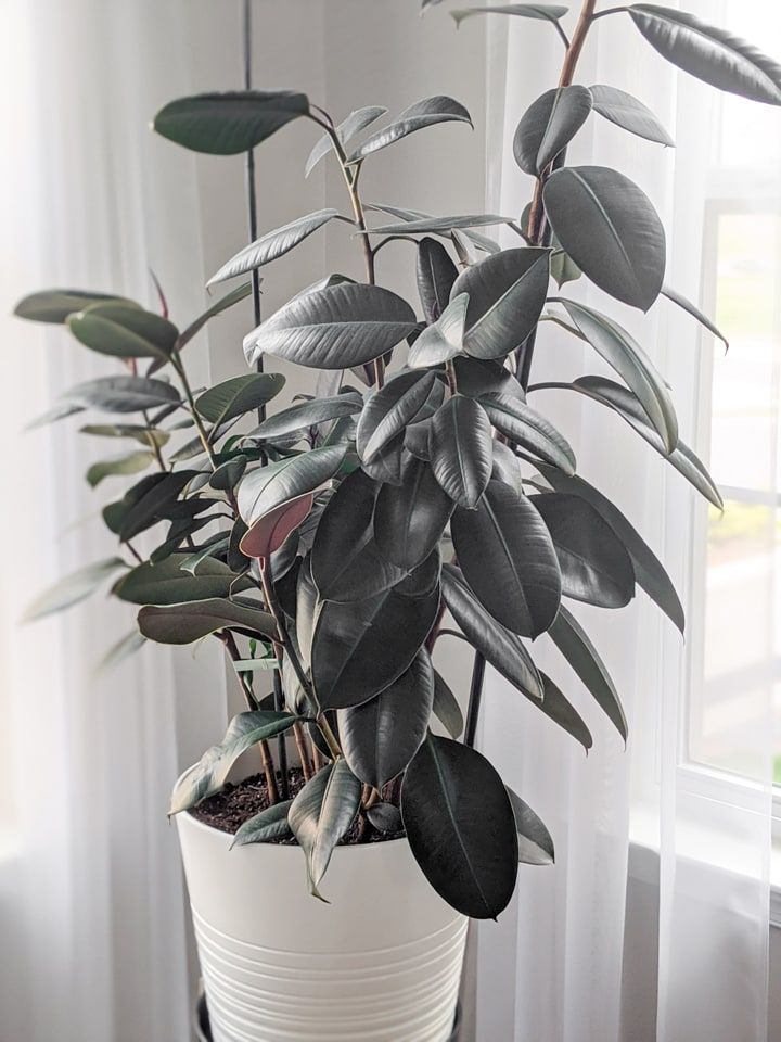 Staking house plants: How to keep tall potted plants from falling over -   25 plants Decoration rubber tree ideas