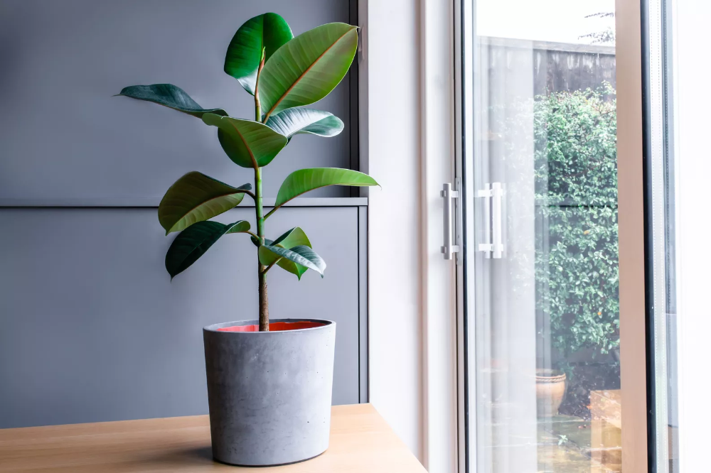 Our Favorite Feng Shui Plants for Purifying the Air -   25 plants Decoration rubber tree ideas