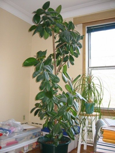 Tips On How To Prune A Rubber Tree -   25 plants Decoration rubber tree ideas