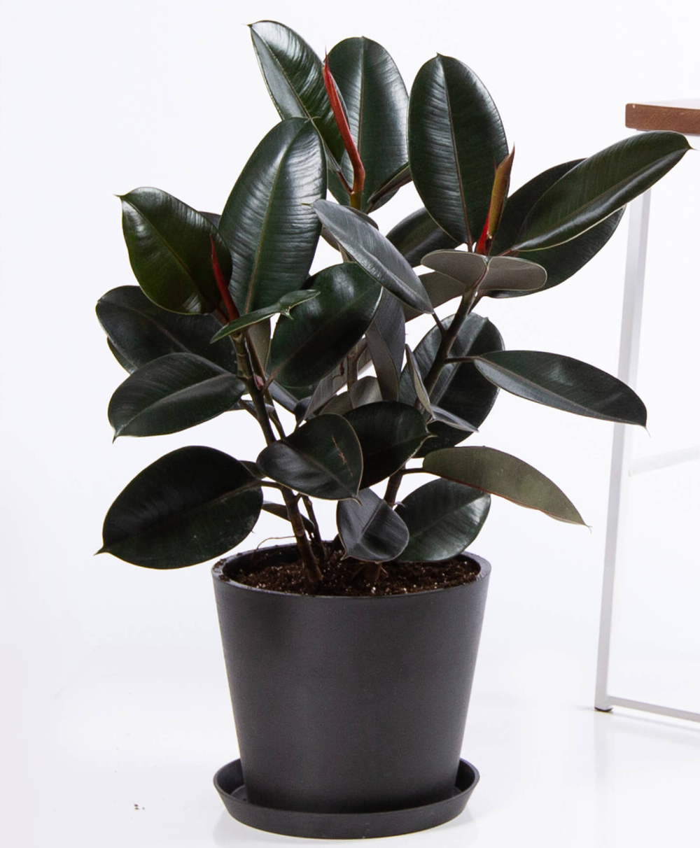 Buy Potted Burgundy Rubber Tree Indoor Plant | Bloomscape -   25 plants Decoration rubber tree ideas