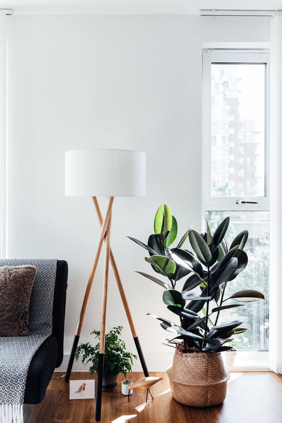 Indoor Trees That Make a Statement -   25 plants Decoration rubber tree ideas