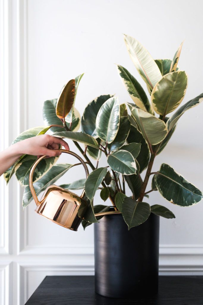 A Complete Guide To Caring For Rubber Plants and Answers to Why Yours Might Be Dying -   25 plants Decoration rubber tree ideas