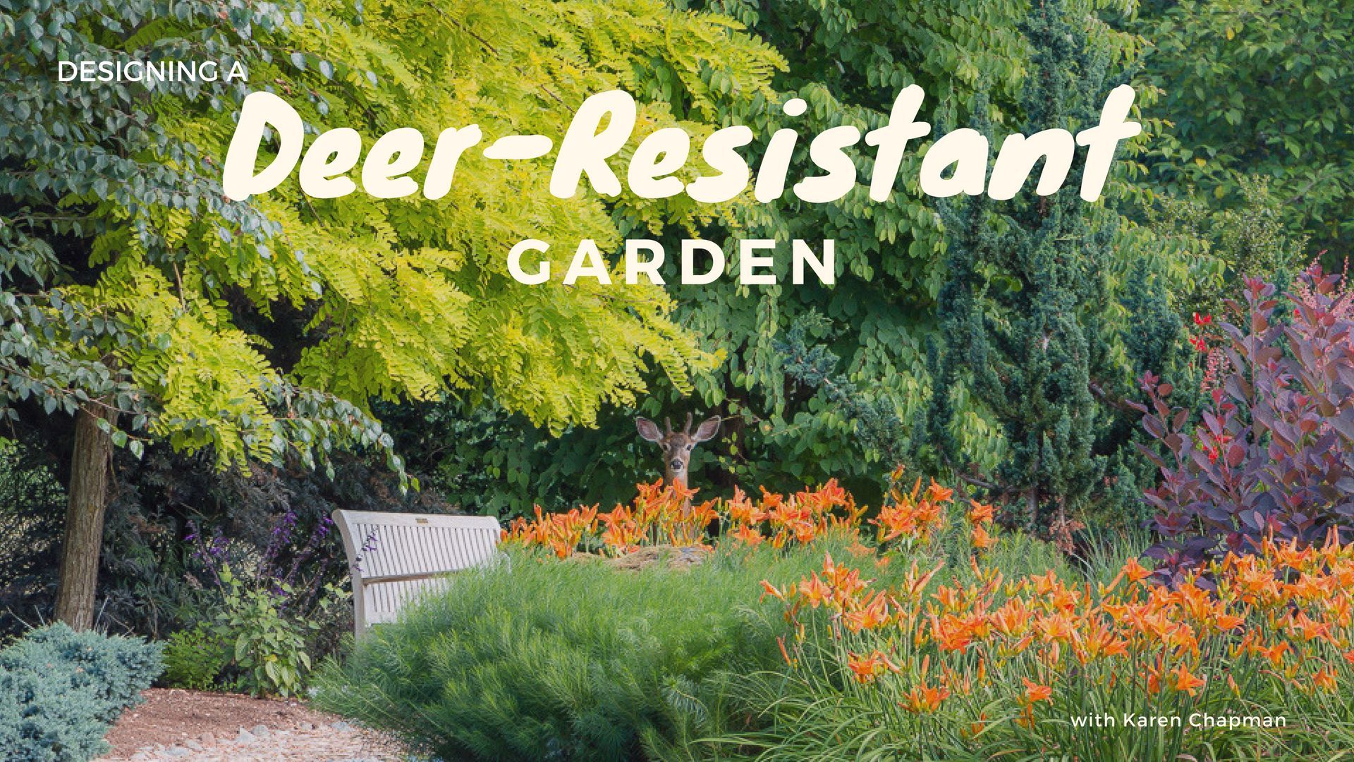 Designing a Deer-Resistant Garden Workshop -   garden design Low Maintenance