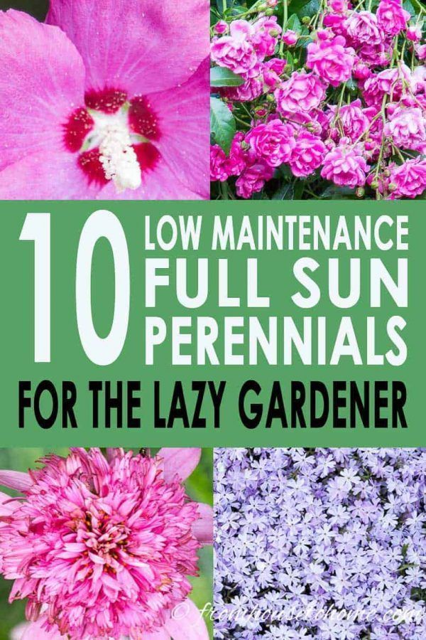 Full Sun Perennials: 10 Beautiful Low Maintenance Plants That Thrive In The Sun - Gardening @ From H -   garden design Low Maintenance