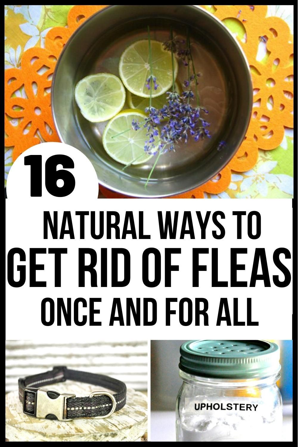 16 Brilliantly Effective Home Remedies for Fleas -   18 how to get rid of fleas in house ideas