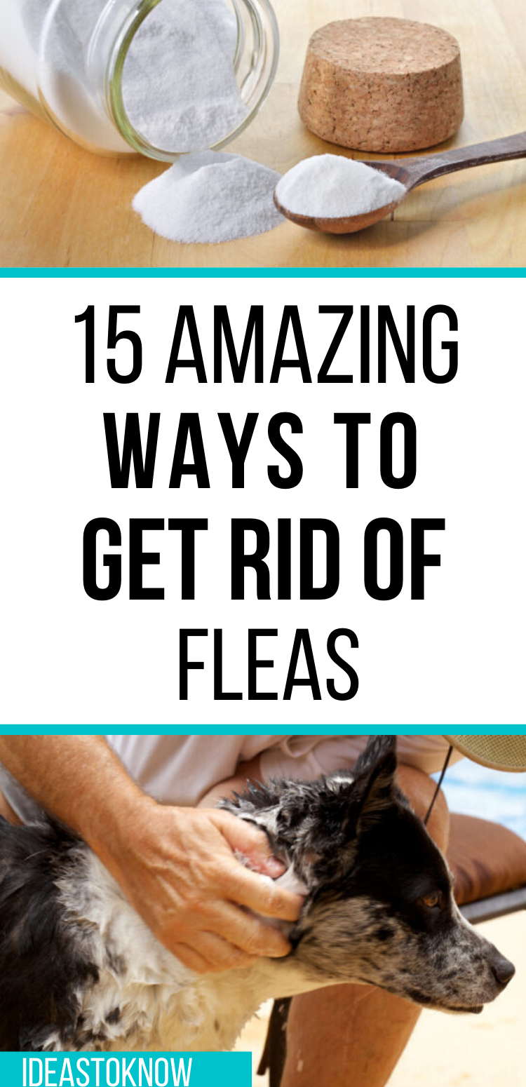 15 Amazing Ways To Get Rid Of Fleas From Pets -   18 how to get rid of fleas in house ideas