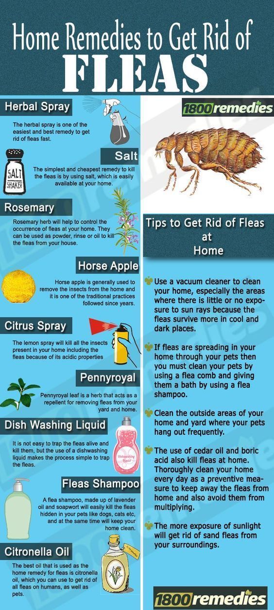 How To Get Rid Of Fleas In The House Video Tutorial -   18 how to get rid of fleas in house ideas