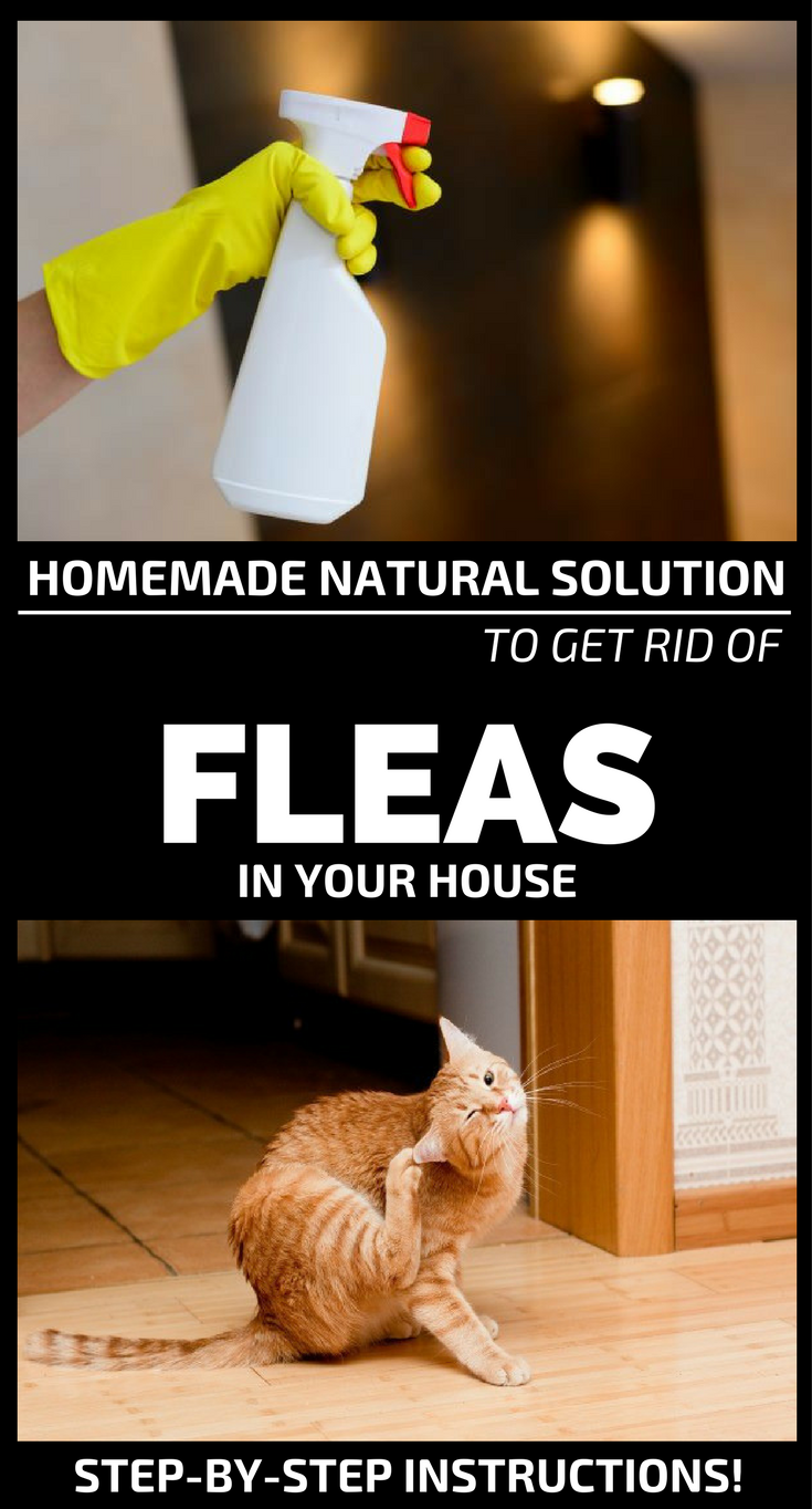 Homemade Natural Solution To Get Rid Of Fleas In Your House - 101CleaningTips.net -   18 how to get rid of fleas in house ideas