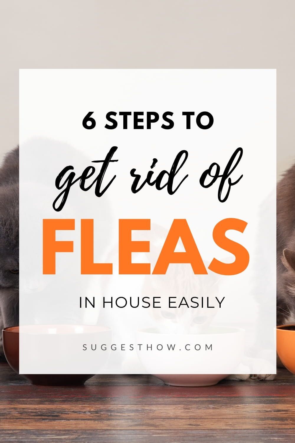 How to Get Rid Of Fleas In House Fast DIY With These 6 Easy Steps! -   18 how to get rid of fleas in house ideas